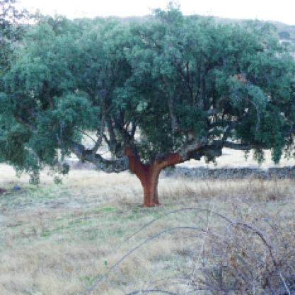 Alcornoque... el árbol